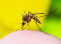 Una nueva vacuna contra el dengue puede administrarse a los viajeros en los centros de vacunación internacional españoles