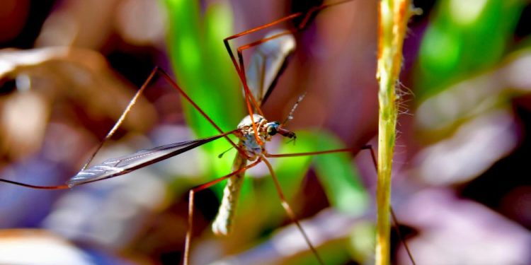 TROPICALES Y OLVIDADAS. 30 de enero de 2025, Día Mundial de las Enfermedades Tropicales Desatendidas